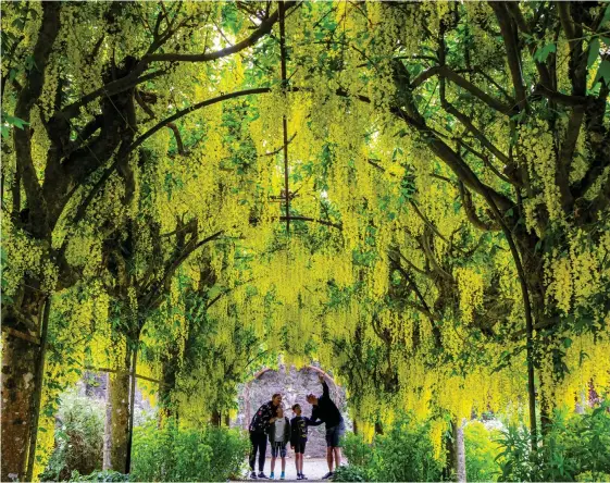  ??  ?? Marvel arch: The Heynderick­x family admire the stunning yellow laburnum feature in Kailzie Gardens near Peebles yesterday
