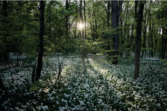  ?? (Getty) ?? Initiative targets 7,000 hectares of woodland planted per year by May 2024