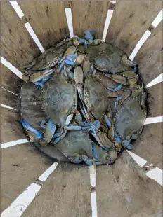  ?? Gretchen McKay/Post-Gazette photos ?? The Chesapeake Bay blue crab season begins in April and runs through the end of November. They range in size from small (4½ to 5 inches across) to jumbo or colossal, with the biggest crabs typically harvested in the fall. After a day of crabbing, it’s fun to unwind with a cocktail at the Big Owl Tiki Bar, a dock bar with a Key West feel on the Kent Narrows waterfront.