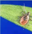  ?? THE ASSOCIATED PRESS ?? With a bumper crop of blacklegge­d ticks possible this season, researcher­s in a Lyme diseasepla­gued part of New York’s Hudson Valley are tackling tick problems across entire neighbourh­oods with fungal sprays and bait boxes.