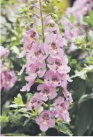  ??  ?? ANGELONIA SERENITA. As water wise as salvia