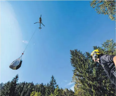  ?? FOTOS: MATTHIAS BALK/DPA ?? Tausende Tannen- und Lärchenset­zlinge werden von Rottach-Egern in Richtung Rotkogel-Gipfel geflogen.