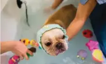  ??  ?? A French bulldog named Bao getting a bath while staff put bath toys into the water during a spa treatment session at a pet groomers in Hong Kong.