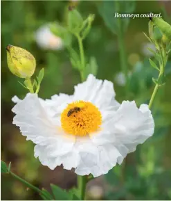  ??  ?? Romneya coulteri.