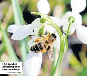  ?? Owen Humphreys ?? > A honeybee collecting pollen from snowdrops