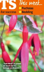  ??  ?? ‘Tom West’ is grown as much for its foliage as flowers