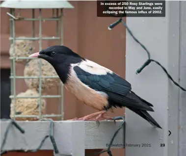  ??  ?? In excess of 250 Rosy Starlings were recorded in May and June, easily eclipsing the famous influx of 2002.