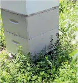  ?? SIMON O’CONNOR/STUFF ?? Two beehives provide honey and pollinatio­n for fruit trees and other plants.