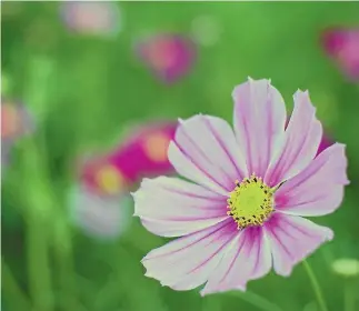  ?? VARTS / 123RF ?? Cosmos grows easily from seed and the open flowers attract bees and other pollinator­s.