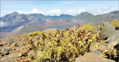  ?? ?? A native catchfly plant is shown along the Keonehe‘ehe‘e Trail, also known as Sliding Sands Trail