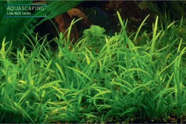  ??  ?? ABOVE: Sagittaria subulata.
ABOVE RIGHT: Vallisneri­a grows long.
BELOW: Anubias epiphyte plants.