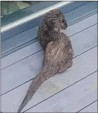  ??  ?? The young otter cub arrived soaking and starving in Margaret Matthew’s garden on Mull.