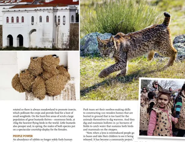  ??  ?? Clockwise from top left: lesser kestrel nestboxes line the cornice at the top of one of the town’s buildings; Iberian lynx are being released into Guadiana Natural Park; local schoolchil­dren dress up as lynx for a carnival parade as part of community...