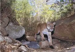  ?? MIGUEL ORDEÑANA VIA AP ?? The mountain lion known as P-22, photograph­ed in Los Angeles, was euthanized in December. Tribes would like to return his remains to ancestral lands.