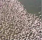  ??  ?? Flamingos flock at Lake Bogoria, Kenya