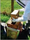  ?? DEAN FOSDICK VIA AP ?? This photo taken near Langley, Wash., shows a beekeeper shaking a new colony of honeybees into a hive to replace wintertime losses. Shipping boxes are sold by weight. Three pound boxes, like the one shown here, contain some 10,000 honeybees.