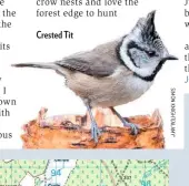  ??  ?? Crested Tit