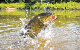  ?? GETTY ?? A 2013 report by the U.S. Geological Survey wrote that smallmouth bass “were under siege by a ‘perfect storm’ of pollution, chemicals, and climate.”