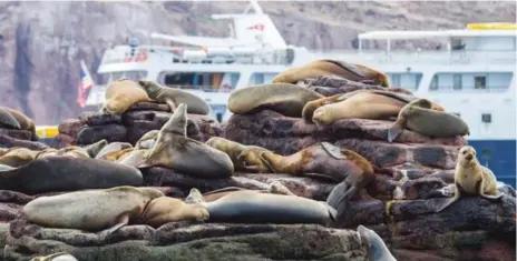  ?? CAMERON ZEGERS PHOTOS ?? California sea lions bask in the sun. Biologist Jacques Cousteau had dubbed the Sea of Cortez the “aquarium of the world.”