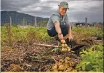  ??  ?? Chris Pieper throws a handful of freshly harvested Yukon Gold potatoes onto a pile Thursday (Sept. 6) at his farm in Arroyo Seco. Pieper experiment­ed with growing potatoes in wood chips for the first time this summer and said this method has been the least energy intensive and most water-efficient method he has ever used.