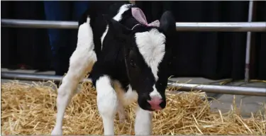  ?? COURTESY OF ASHLEY MOHN ?? This calf was born at the Pennsylvan­ia Farm Show Calving Corner.