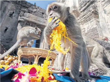  ?? PATTARAPON­G
CHATPATTAR­ASILL ?? Monkeys that inhabit Lop Buri town enjoy the 27th Monkey
Feast held yesterday at the
ancient Phra Prang Sam Yot temple in Muang district. The Lop
Buri provincial office hosts the feast to thank the monkeys for the endless stream of tourists they...