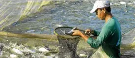  ?? LOMIBAO —WILLIE ?? A fishpond helper harvests “bangus” in Dagupan City.