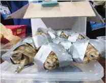  ?? — Reuters ?? Tortoises are seen covered in a duct tape after being seized by Philippine­s Customs in Manila.