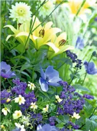  ??  ?? Yellow lilies and dahlias make a summery contrast with blue anemones and heliotrope
A swathe of silver, felt-leaved stachys softens the invading army of spiky metallic blue eryngiums