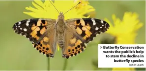  ?? Iain H Leach ?? Butterfly Conservati­on wants the public’s help to stem the decline in
butterfly species