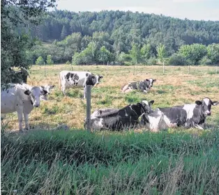  ??  ?? These ladies seemed ready for their close-up. Philip Capstick came across these Holstein cows resting, or maybe forecastin­g, along the Gaspereau River in Nova Scotia.