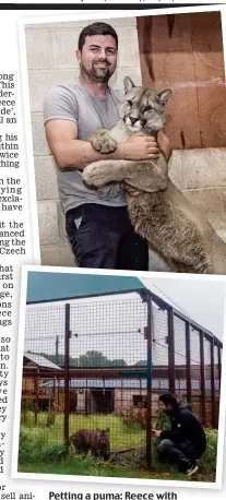  ??  ?? Petting a puma: Reece with Rogue (top) and the animal in his high-fenced enclosure