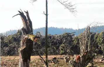 ?? Foto: Andreas Brücken ?? In der Nähe des Segelflugp­latzes in Weißenhorn wurden zahlreiche Bäume gefällt. Das Nutzholz wird nun verkauft. Die Fläche soll allerdings nicht kahl bleiben, sondern wieder aufgeforst­et werden.