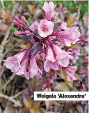  ?? ?? Weigela ‘Alexandra’