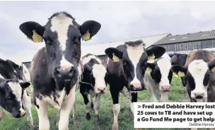  ?? Debbie Harvey ?? > Fred and Debbie Harvey lost 25 cows to TB and have set up a Go Fund Me page to get help