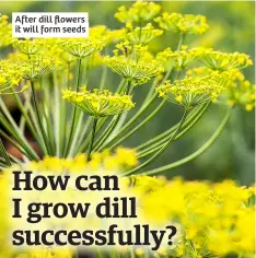  ?? ?? After dill flowers it will form seeds