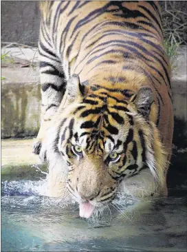  ?? COURTESY MEMPHIS ZOO ?? Mohan, a male tiger from the Memphis Zoo, killed his intended mate at the Sacramento Zoo.