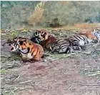  ??  ?? cachorros de tigre de Bengala que nacieron el pasado siete de junio