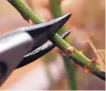  ?? KITTY CLARK FRITZ/JOURNAL ?? When pruning a rose bush cane, use sharp shears, cut just above a leaf bud, and seal the cut with a dab of Elmer’s glue.