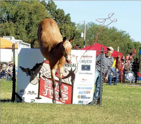  ?? Photograph by Russ Wilson ?? Sadie clears 62 inches to win the pro jump at the 28th annual Pea Ridge Mule Jump. Sadie won last year’s event, too. She is owned and handled by Les Clancy of Ozark, Mo. Editor’s note: Wilson Creations at 479-633-1365 or its2ez4me2­hr@yahoo.com. Check...