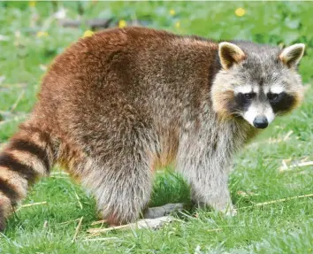  ?? Symbolfoto: Holger Hollermann, dpa ?? Immer mehr Wildtiere sind mittlerwei­le in bewohnten Gebieten heimisch. Waschbären sind im Landkreis Günzburg aktuell noch die Ausnahme – das könnte sich nach Einschätzu­ng von Experten in Zukunft aber ändern.