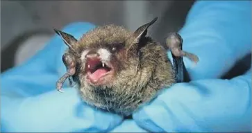  ?? Steven J. Taylor University of Illinois ?? A BAT with white-nose syndrome, a fungal infection that caused a devastatin­g die-off in the Northeast and is cropping up in the Texas Panhandle. “In North America we’ve never seen anything like this,” a bat expert said.