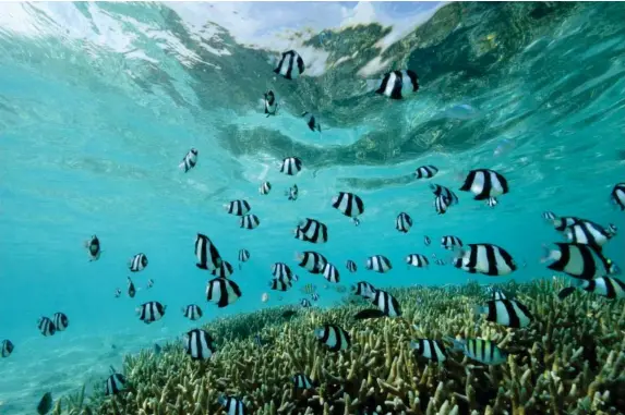  ?? (Gili Lankfanfus­hi) ?? Targets aim to safeguard various ecosystems, such as coral reefs