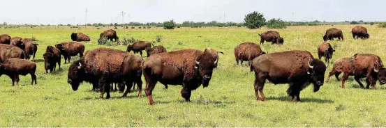  ?? [OKLAHOMAN ARCHIVES PHOTO] ?? A herd of bison graze in Concho.