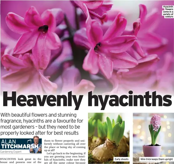  ?? Variety of colours ?? Early shoots
Hyacinth flowers come in a
Wire trick keeps them upright