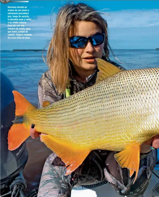  ??  ?? Hermoso dorado en manos de una joven y entusiasta pescadora que, luego de sacarlo, lo devolvió sano y salvo a su medio natural. Pescado con una mojarra de media agua que tomó a mitad de camino. Seguro rondaba los cinco kilos de peso.