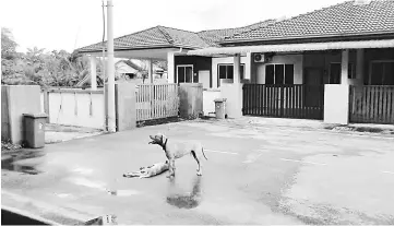  ??  ?? Cheng’s dog stands over a dead dog. Blood can be seen on both animals.