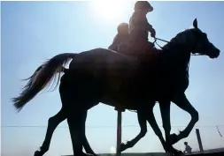  ??  ?? The horses competed in endurance. Library image