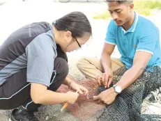  ??  ?? Kooi Chee and local fishermen work to conserve sharks.