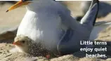  ??  ?? Little terns enjoy quiet
beaches.